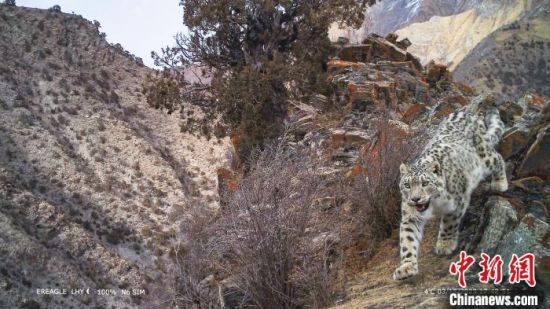 图为2023年，红外相机捕捉到的雪豹影像。　(青海省林业和草原局供图)