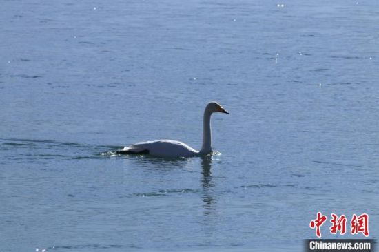 图为此次监测到的大天鹅。　(青海省林草局供图)