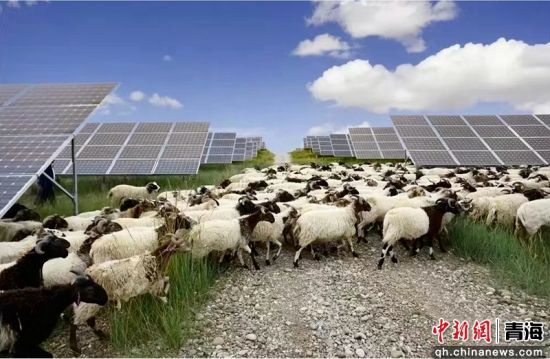 图为河卡镇红旗村有机生态光伏牧场。兴宣供图 图为河卡镇红旗村有机生态光伏牧场。兴宣供图