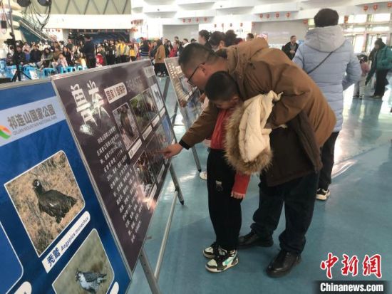 图为游客正在参观青海野生动植物科普展板。中新网记者李江宁 摄 图为游客正在参观青海野生动植物科普展板。中新网记者李江宁 摄