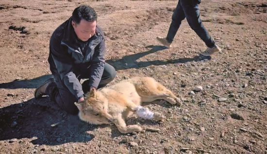 生态管护员救治的野狼。受访者供图
