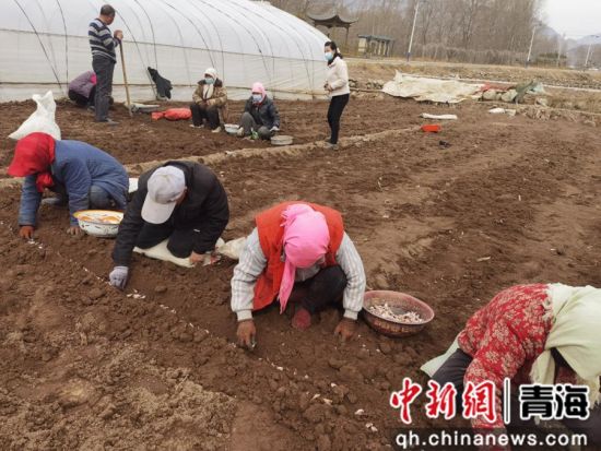 图为种植现场。乐宣 供图 图为种植现场。乐宣 供图
