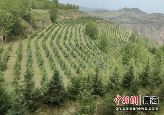 图为城中区山区绿化带。杜昕雨摄