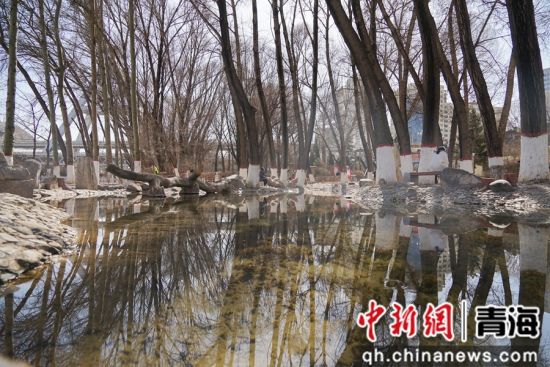图为西宁市麒麟湾公园内泉水清澈见底。 马铭言摄 图为西宁市麒麟湾公园内泉水清澈见底。 马铭言摄