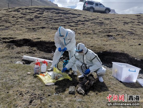 图为开展鼠疫监测工作。何君供图