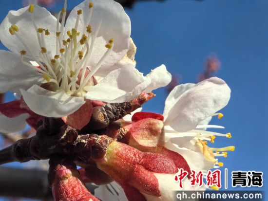 图为化隆杏花。李玉峰 摄 图为化隆杏花。李玉峰 摄