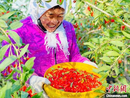 图为枸杞采摘务工人员采摘枸杞。(资料图) 中新网记者 孙睿 摄 图为枸杞采摘务工人员采摘枸杞。(资料图) 中新网记者 孙睿 摄