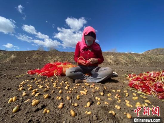 图为青海农民正在种植马铃薯。李江宁 摄 图为青海农民正在种植马铃薯。李江宁 摄
