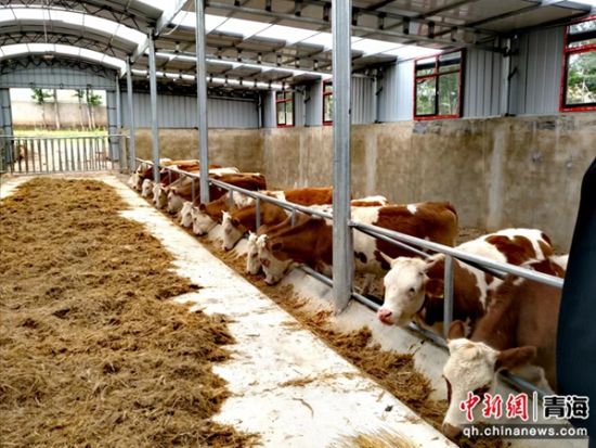 图为江当村养殖大棚内景。 建行青海省分行供图 图为江当村养殖大棚内景。 建行青海省分行供图