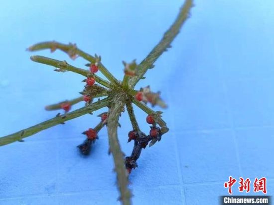 图为拟球状轮藻小枝和生殖器官。青海省林草局供图 图为拟球状轮藻小枝和生殖器官。青海省林草局供图