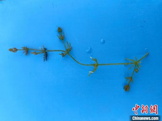 图为拟球状轮藻植株。青海省林草局供图 图为拟球状轮藻植株。青海省林草局供图