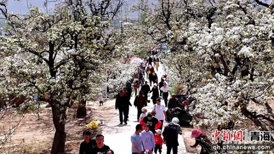 图为梨树。乐宣 供图 图为梨树。乐宣 供图