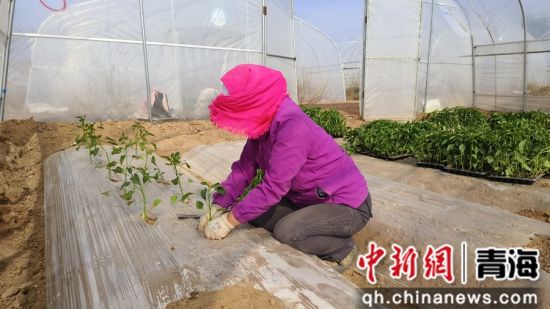 图为种植现场。乐宣 供图 图为种植现场。乐宣 供图
