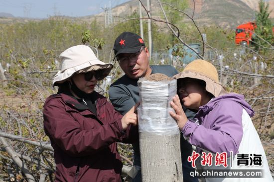 图为技术人员指导农户改良核桃。马芳 摄 图为技术人员指导农户改良核桃。马芳 摄