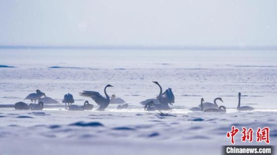 图为青海湖畔的大天鹅。李斌 摄 图为青海湖畔的大天鹅。李斌 摄