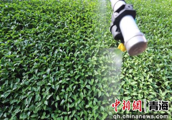 图为种植现场。乐宣 供图 图为种植现场。乐宣 供图