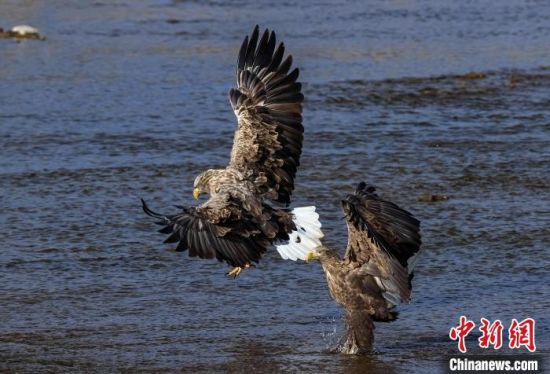 图为白尾海雕。青海省林草局供图 图为白尾海雕。青海省林草局供图