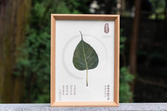 菩提古树叶纪念品 菩提古树叶纪念品