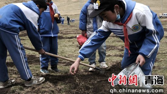 图为学生们分组对退化较严重的小型裸露斑进行治理。河南县委宣传部供图 图为学生们分组对退化较严重的小型裸露斑进行治理。河南县委宣传部供图