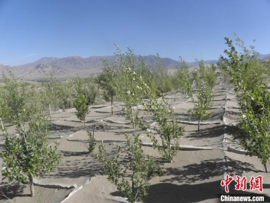 图为泉水湾沙地里种植的树苗。 乌兰县委宣传部 供图 图为泉水湾沙地里种植的树苗。 乌兰县委宣传部 供图