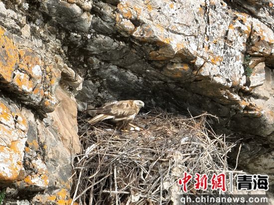 图为大鵟。大通县委宣传部 供图 图为大鵟。大通县委宣传部 供图