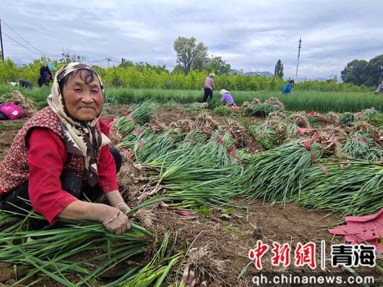 图为大史家村村村民正在抢收蒜苗。 罗益清摄 图为大史家村村村民正在抢收蒜苗。 罗益清摄
