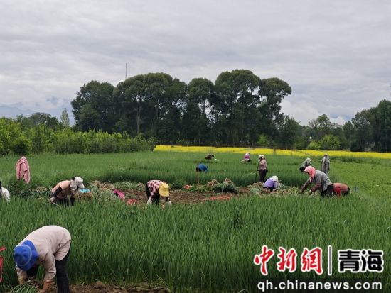图为贵德县河阴镇大史家村大片的蒜苗丰收。 罗益清摄 图为贵德县河阴镇大史家村大片的蒜苗丰收。 罗益清摄