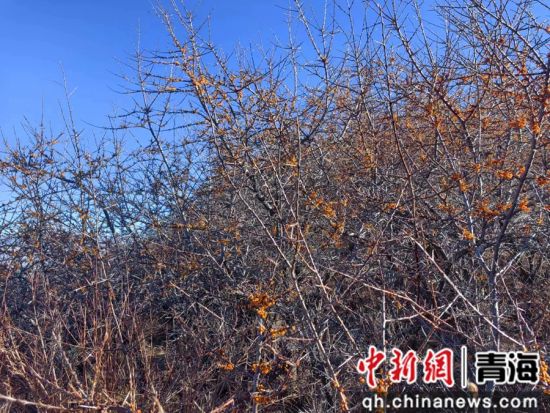 资料图为湟源县的沙棘天然林资源。 湟源县委宣传部供图 资料图为湟源县的沙棘天然林资源。 湟源县委宣传部供图