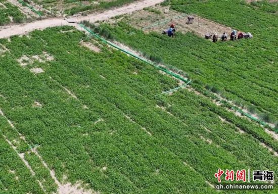 图为种植基地。乐都区委员会宣传部 供图 图为种植基地。乐都区委员会宣传部 供图