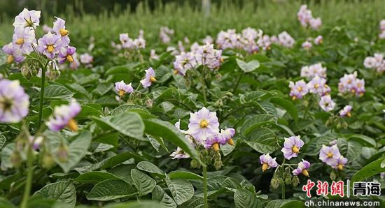 图为洋芋花。乐都区委宣传部 供图 图为洋芋花。乐都区委宣传部 供图