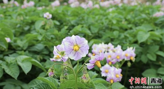 图为洋芋花。乐都区委宣传部 供图 图为洋芋花。乐都区委宣传部 供图