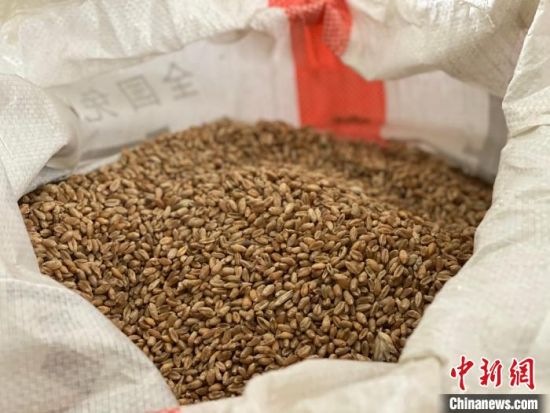 图为青海小麦。李江宁 摄 图为青海小麦。李江宁 摄