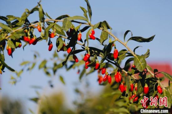 图为柴达木有机枸杞。(资料图)孙睿 摄