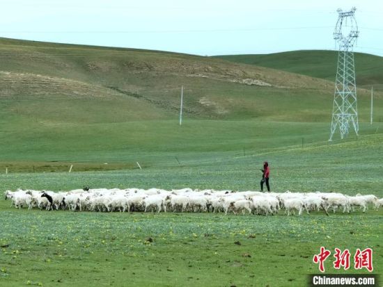 图为刚察大草原上的藏羊群。张海雯摄