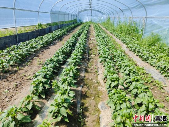 图为推广现场。大通县委宣传部 供图 图为推广现场。大通县委宣传部 供图