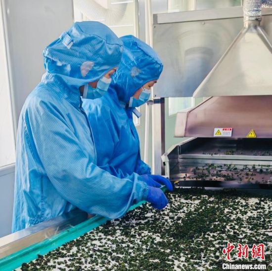 图为7月4日，企业工人正在加工柴达木枸杞芽茶。西宁海关供图