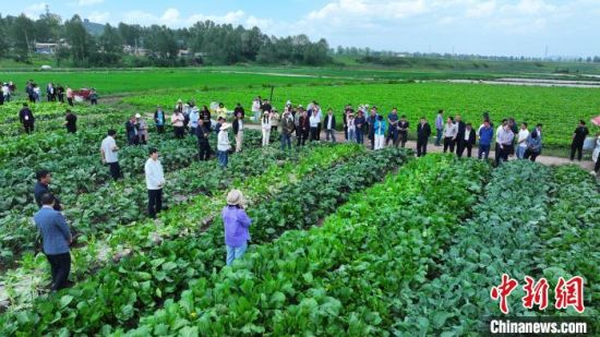图为专家团队观摩高原冷凉蔬菜种植示范基地。青海大学农林科学院供图