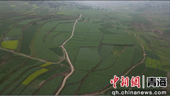 图为种植现场。乐都区委宣传部 供图 图为种植现场。乐都区委宣传部 供图