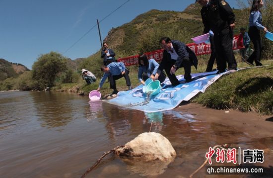 图为增殖放流现场。大通县委宣传部 供图 图为增殖放流现场。大通县委宣传部 供图