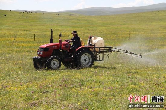 图为草原有害生物防控。 张真真供图 图为草原有害生物防控。 张真真供图