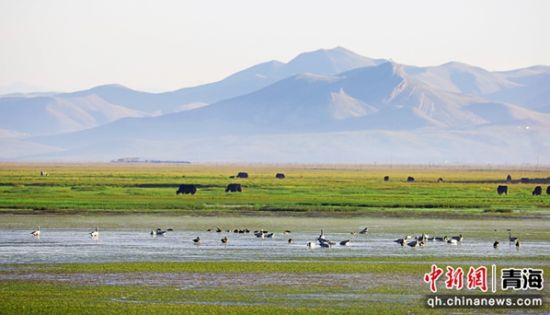图为洮河源国家湿地公园一景。张真真供图 图为洮河源国家湿地公园一景。张真真供图