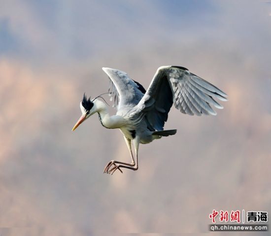 图为苍鹭。桑吉杰供图 图为苍鹭。桑吉杰供图