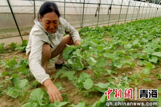 图为种植现场。乐都区委宣传部 供图 图为种植现场。乐都区委宣传部 供图
