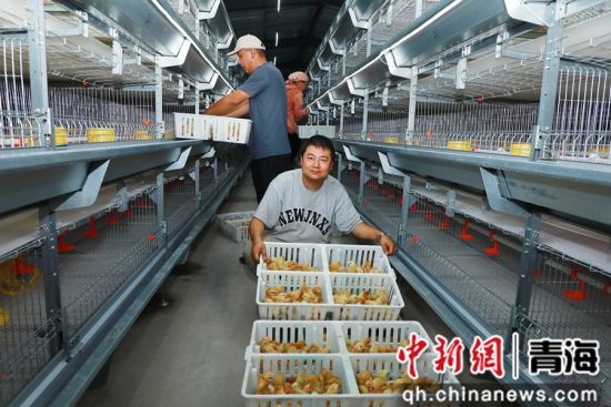 图为工作人员向鸡笼投放鸡苗。石延寿 摄 图为工作人员向鸡笼投放鸡苗。石延寿 摄