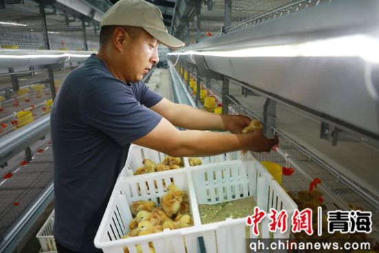 图为工作人员投放鸡苗。石延寿 摄 图为工作人员投放鸡苗。石延寿 摄