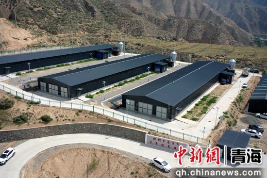 图为航拍镜头下的青年鸡养殖基地。石延寿 摄 图为航拍镜头下的青年鸡养殖基地。石延寿 摄