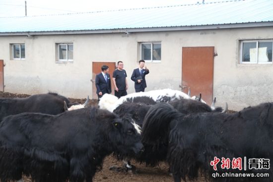 图为农行祁连县支行工作人员赴“借牧”牧户所在地了解情况。张忠苹 摄 图为农行祁连县支行工作人员赴“借牧”牧户所在地了解情况。张忠苹 摄