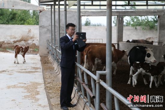 图为农行祁连县支行工作人员赴“借牧”牧户所在地了解情况。张忠苹 摄 图为农行祁连县支行工作人员赴“借牧”牧户所在地了解情况。张忠苹 摄