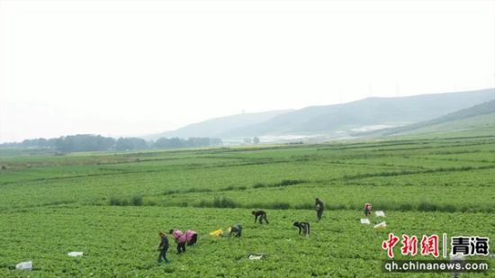 图为蔬菜种植现场。俞惠珍供图