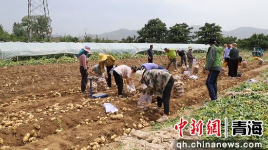 图为种植现场。乐都区委宣传部 供图 图为种植现场。乐都区委宣传部 供图